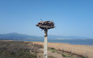 L’Etang de Biguglia, sanctuaire des oiseaux migrateurs