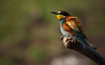 Ogni mese à u Stagnu di Chjurlinu - Visites thématiques sur l’ornithologie à la réserve naturelle de l’étang de Biguglia
