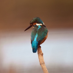 Martin pêcheur Martin pêcheur