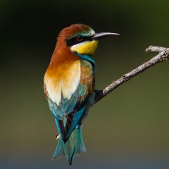 Guêpier d'Europe Guêpier d'Europe