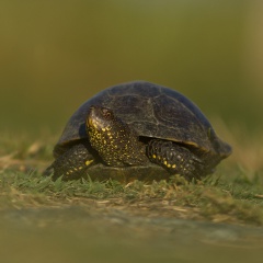 Cistude d'Europe Cistude d'Europe