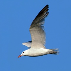 Goélang d'Audoin Goélang d'Audoin