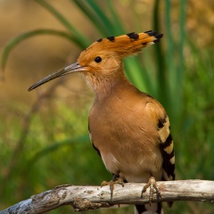 Huppe fasciée Huppe fasciée
